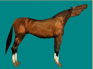 hoss_th.jpg 1.7K